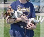 Small #3 Beagle Mix