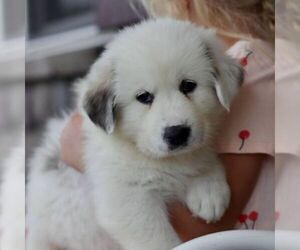 Great Pyrenees Puppy for sale in DENVER, PA, USA
