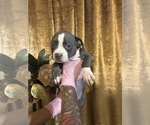 Puppy Puppy 5 American Bully