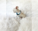 Small #4 Chihuahua