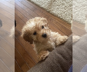 Goldendoodle (Miniature) Puppy for sale in CONVOY, OH, USA
