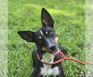 Rat Terrier Dogs for adoption in Yardley, PA, USA