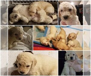 Goldendoodle Puppy for sale in FEDERAL WAY, WA, USA