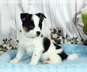 Pom-A-Pug Puppy for sale in PENNS CREEK, PA, USA