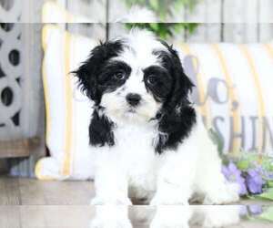 Zuchon Puppy for sale in MOUNT VERNON, OH, USA
