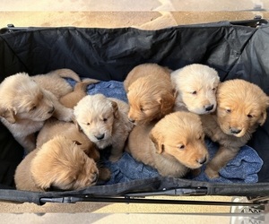 Golden Retriever Puppy for Sale in OGLESBY, Texas USA