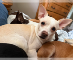 Small #3 Chihuahua Mix