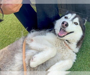 Siberian Husky Dogs for adoption in Orange, CA, USA