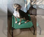Small #9 Mountain Cur Mix