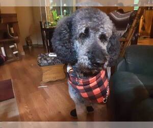 Father of the Poodle (Standard) puppies born on 09/03/2026