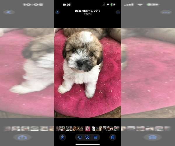 Medium Photo #11 Coton de Tulear Puppy For Sale in BIG RAPIDS, MI, USA
