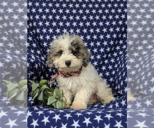 Cavapoo Puppy for sale in COCHRANVILLE, PA, USA