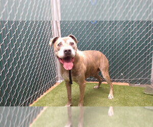 Mutt Dogs for adoption in Downey, CA, USA