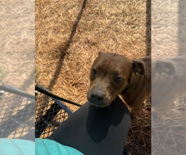 Medium Photo #1 Mutt Puppy For Sale in Hilton Head, SC, USA