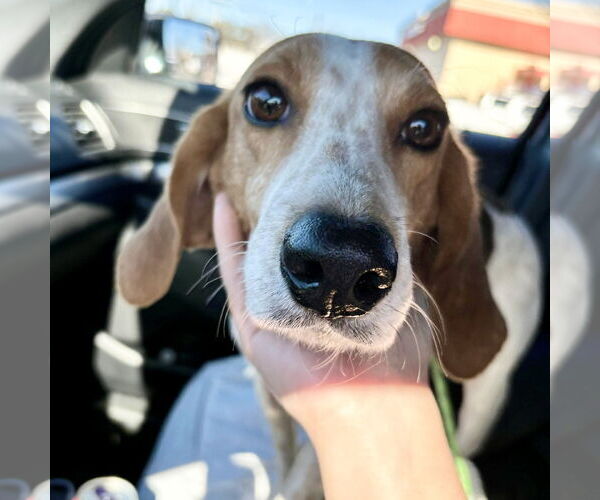 Medium Photo #3 Treeing Walker Coonhound Puppy For Sale in Spring Lake, NC, USA