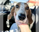 Small #2 Treeing Walker Coonhound