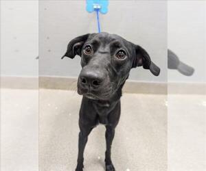 Labrador Retriever-Unknown Mix Dogs for adoption in Las Vegas, NV, USA