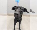Small Labrador Retriever Mix