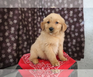 Golden Retriever Puppy for sale in SHILOH, OH, USA