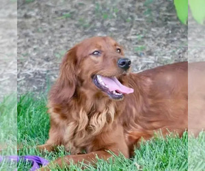 Mother of the Goldendoodle puppies born on 11/28/2024