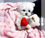 Small #1 Maltese