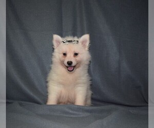 Pomsky Puppy for sale in BARNESVILLE, KS, USA
