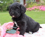 Puppy Oakley Cavapoo