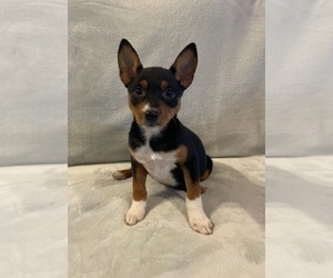 Australian Shepherd-Miniature Pinscher Mix Puppy for sale in HILLSBORO, WI, USA