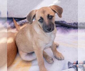 Lego Pup - Galaxy - Female Chihuahua-Unknown Mix Dog for Adoption - Photo #10