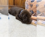 Small #2 Labrador Retriever