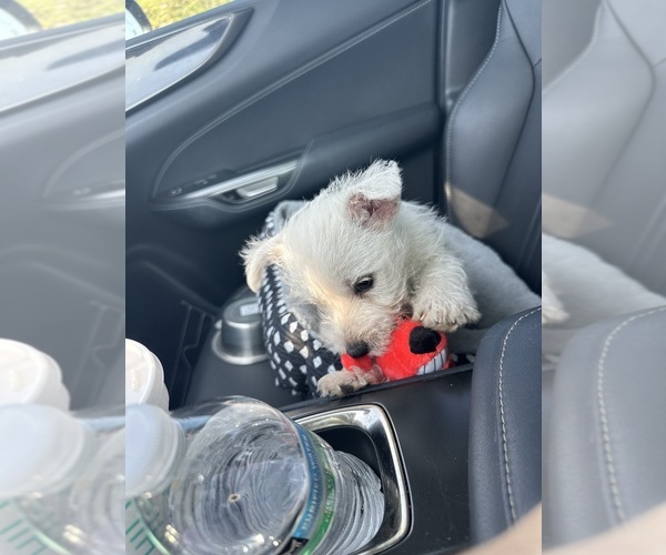 Medium Photo #2 West Highland White Terrier Puppy For Sale in GOWER, MO, USA