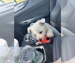 Small #1 West Highland White Terrier