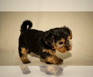 Yorkshire Terrier Puppy for sale in FALL RIVER, MA, USA