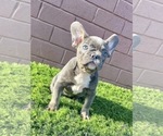 Small Photo #18 French Bulldog Puppy For Sale in PHILADELPHIA, PA, USA