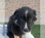 Small #5 Australian Shepherd