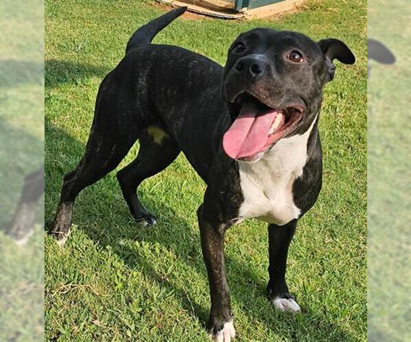 Medium Photo #1 American Pit Bull Terrier-Unknown Mix Puppy For Sale in Grovetown, GA, USA