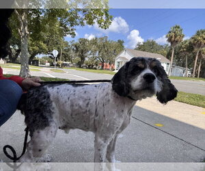 Cocker Spaniel Dogs for adoption in Sanford, FL, USA