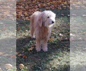 Father of the Goldendoodle (Miniature) puppies born on 10/29/2022