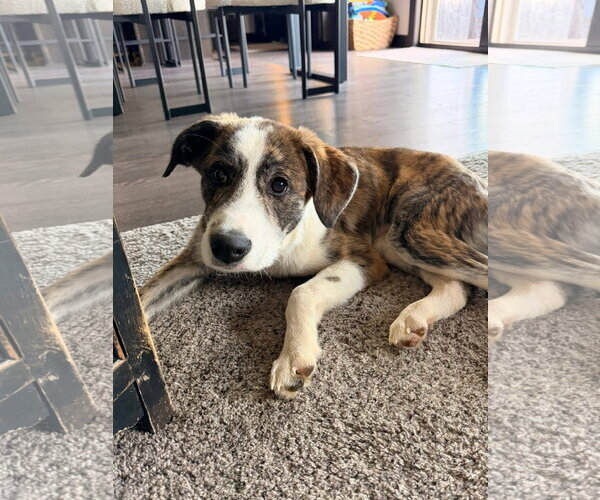Medium Photo #1 Border-Aussie Puppy For Sale in New London, WI, USA