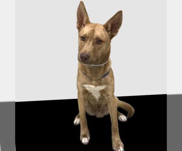 Medium Photo #2 Carolina Dog-German Shepherd Dog Mix Puppy For Sale in Conroe, TX, USA