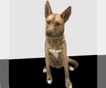 Small #1 Carolina Dog-German Shepherd Dog Mix