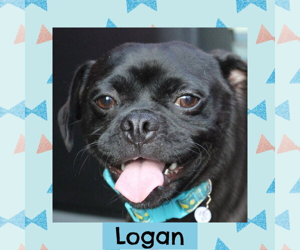Medium Photo #1 Pug-Unknown Mix Puppy For Sale in Littleton, CO, USA