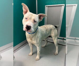 Mutt Dogs for adoption in Oklahoma City, OK, USA