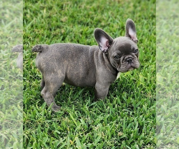 Medium Photo #11 French Bulldog Puppy For Sale in CAPE CORAL, FL, USA