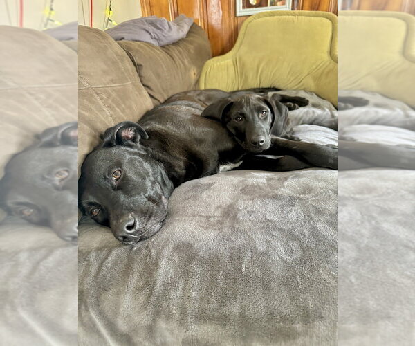 Medium Photo #24 Labrador Retriever-Unknown Mix Puppy For Sale in Brewster, NY, USA