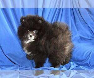Pomeranian Puppy for sale in ROCK VALLEY, IA, USA