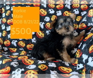 Yorkshire Terrier Puppy for sale in AMSTERDAM, MO, USA