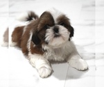Small #6 Shih Tzu