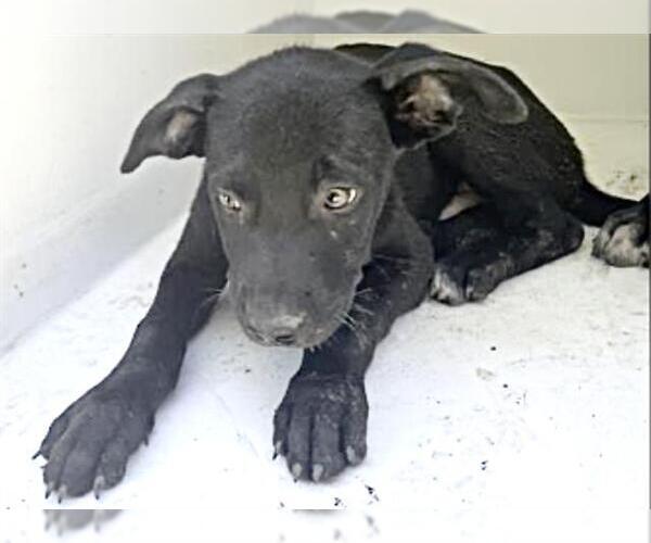 Medium Photo #2 Labrador Retriever-Unknown Mix Puppy For Sale in Houston, TX, USA