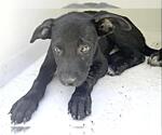 Small #1 Labrador Retriever Mix
